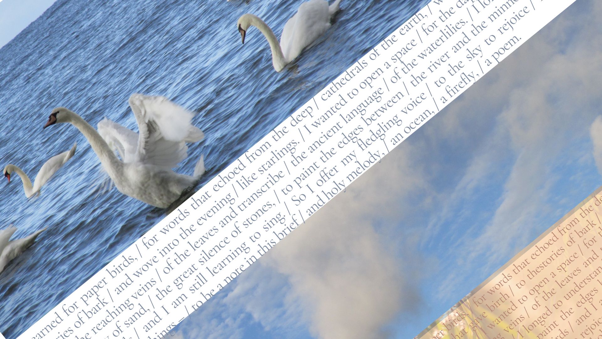 A collage. Wild swans, white clouds. And the poem "At first I thought I wanted to be a poet," by Ana Reisens.